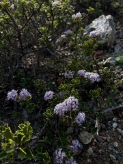Ceanothus decornutus