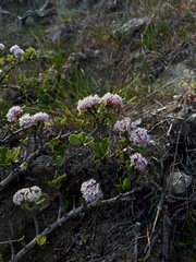 Ceanothus decornutus