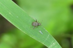 Proboscidocoris malayus