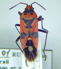 Lygaeus simulans