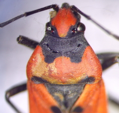 Lygaeus simulans