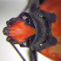 Lygaeus simulans