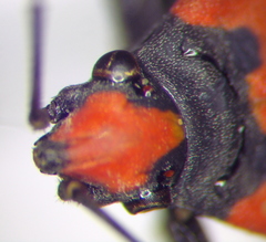 Lygaeus simulans