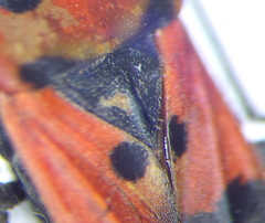 Lygaeus simulans