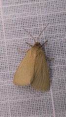 Heliocheilus moribunda