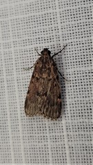 Mimaglossa nauplialis