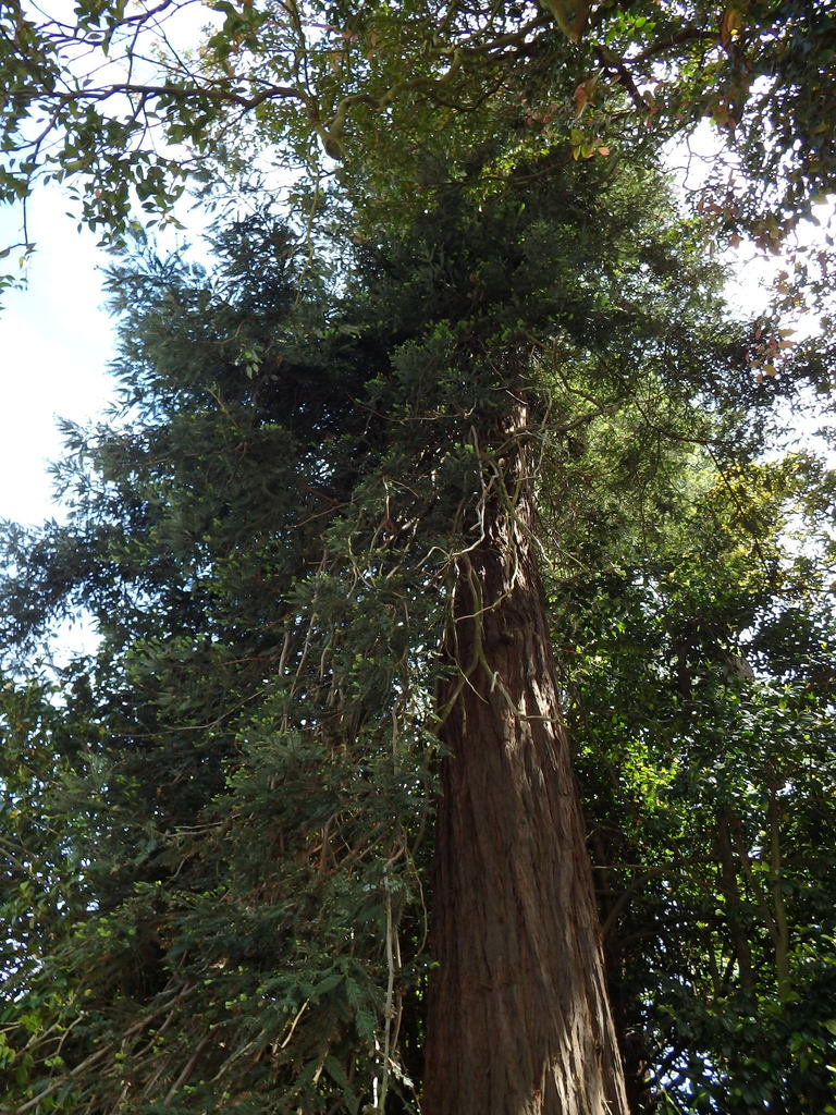 A Sequoia-vermelha do Jardim Botânico
