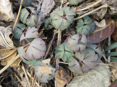 Semiaquilegia adoxoides