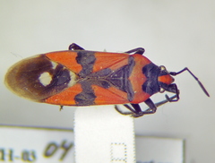 Lygaeus equestris