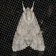 Acronicta americana