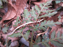 Sceptridium ternatum