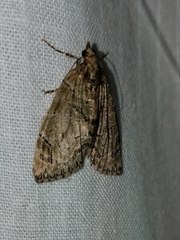 Hydriomena transfigurata
