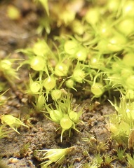 Pleuridium acuminatum