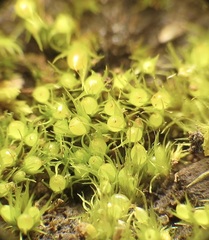 Pleuridium acuminatum