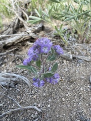 Phacelia humilis