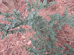 Ilex crenata