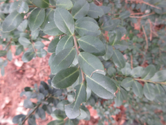Ilex crenata