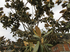 Magnolia grandiflora