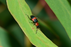 Dicranolaius cinctus