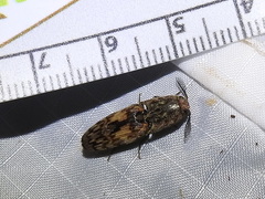 Pherhimius fascicularis