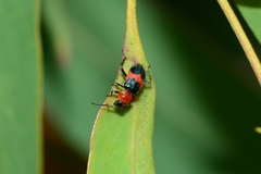 Dicranolaius cinctus