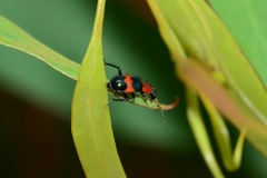 Dicranolaius cinctus