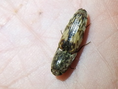 Pherhimius fascicularis