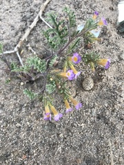 Phacelia bicolor