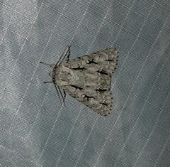Acronicta laetifica