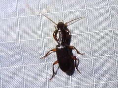 Stenomorphus californicus