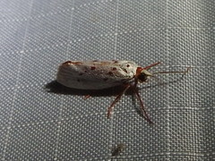 Enaemia basistriga