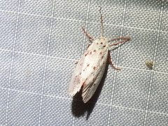 Enaemia basistriga