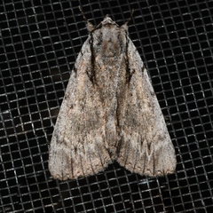 Catocala clintonii