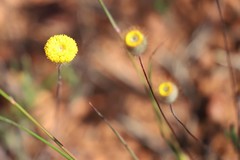 Asteridea athrixioides