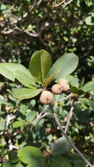Manilkara jaimiqui emarginata