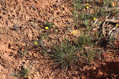 Asteridea athrixioides