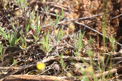 Asteridea athrixioides