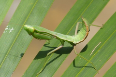 Hierodula pistillinota