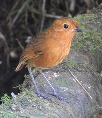 Grallaria saturata