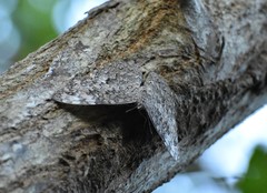 Hamadryas glauconome