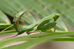 Hierodula pistillinota