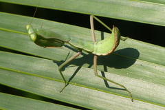 Hierodula pistillinota