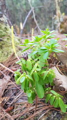 Peperomia leptophylla