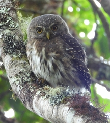 Glaucidium jardinii