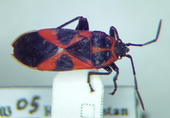 Tropidothorax leucopterus