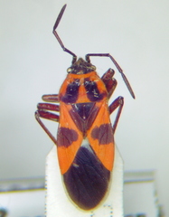 Tropidothorax leucopterus
