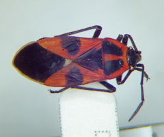 Tropidothorax leucopterus