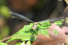 Philoganga loringae