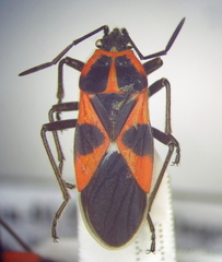 Tropidothorax leucopterus