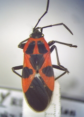 Tropidothorax leucopterus